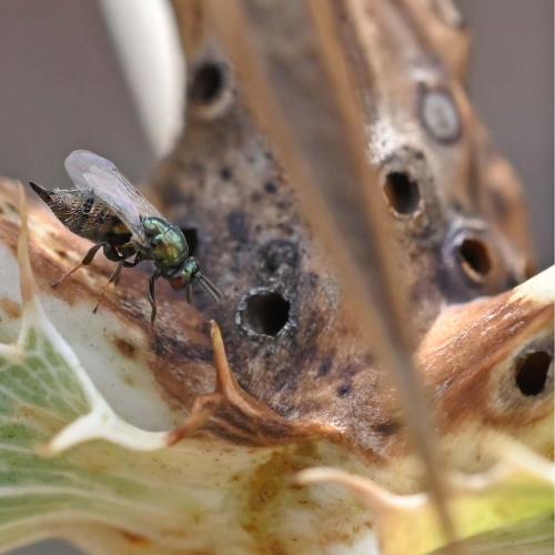 Ormyrus sp.